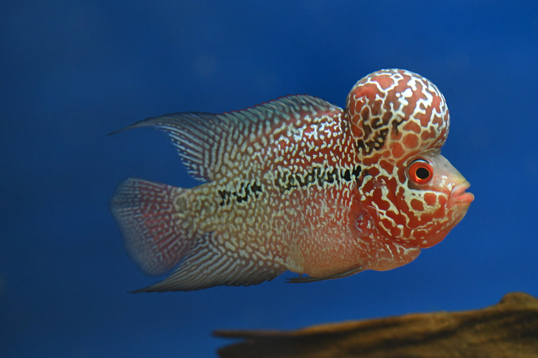 Super Red Dragon Flowerhorn (4.5”)