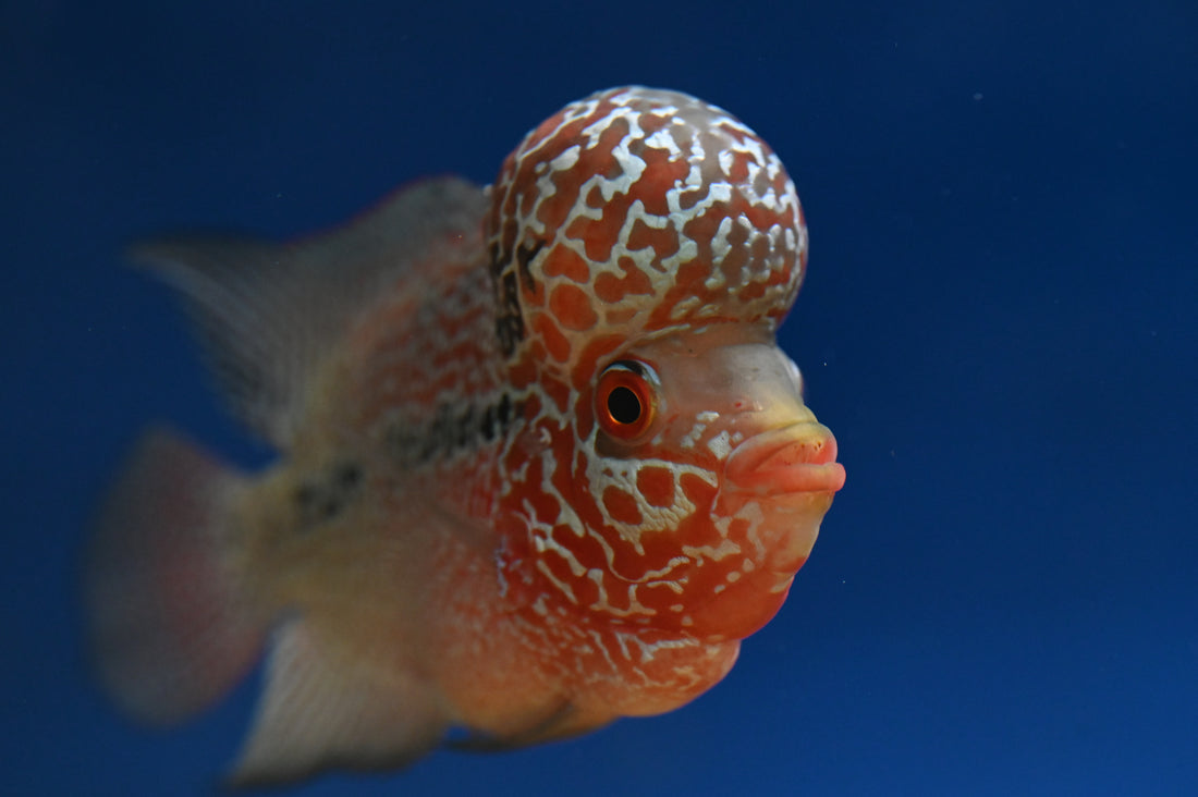 Super Red Dragon Flowerhorn (4.5”)