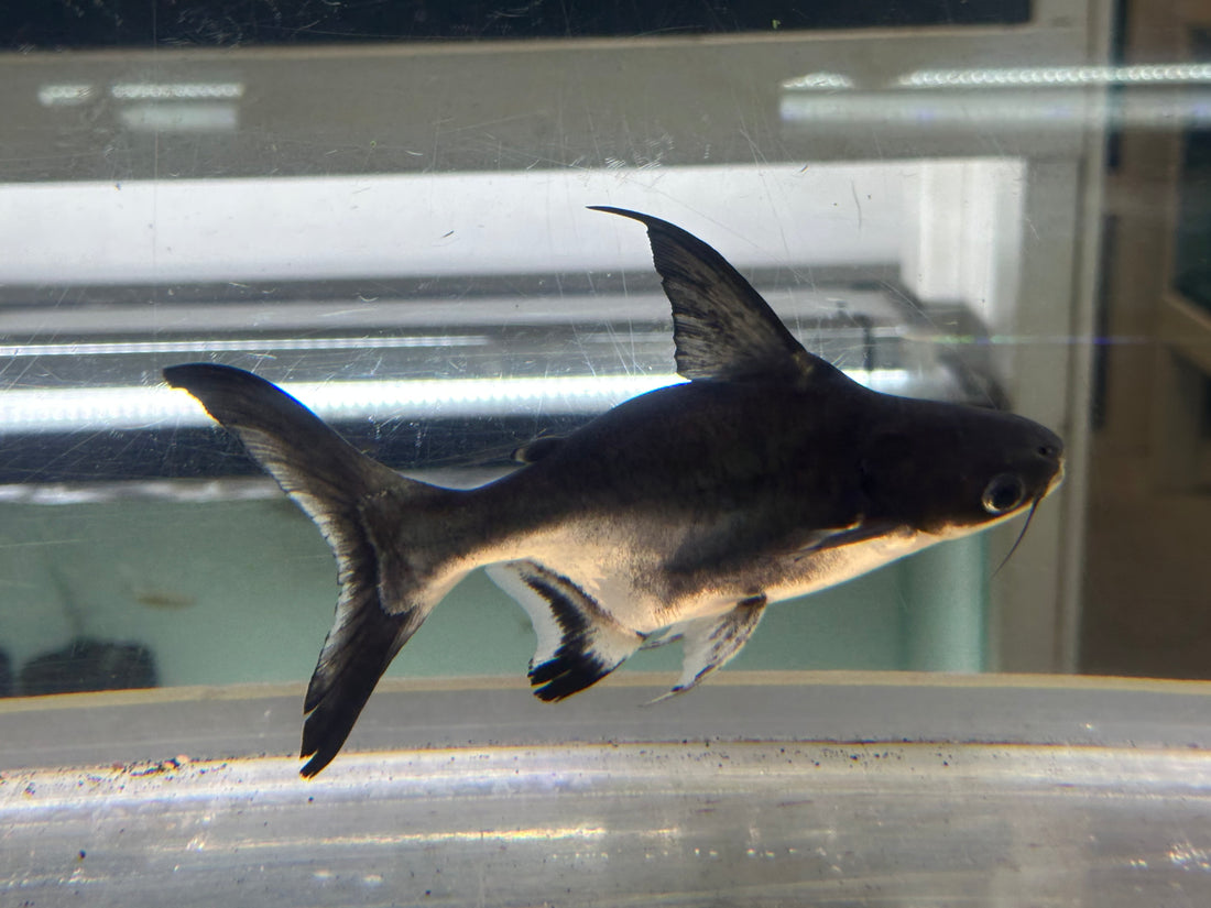 Shortbody Hifin Shark (7-8”)