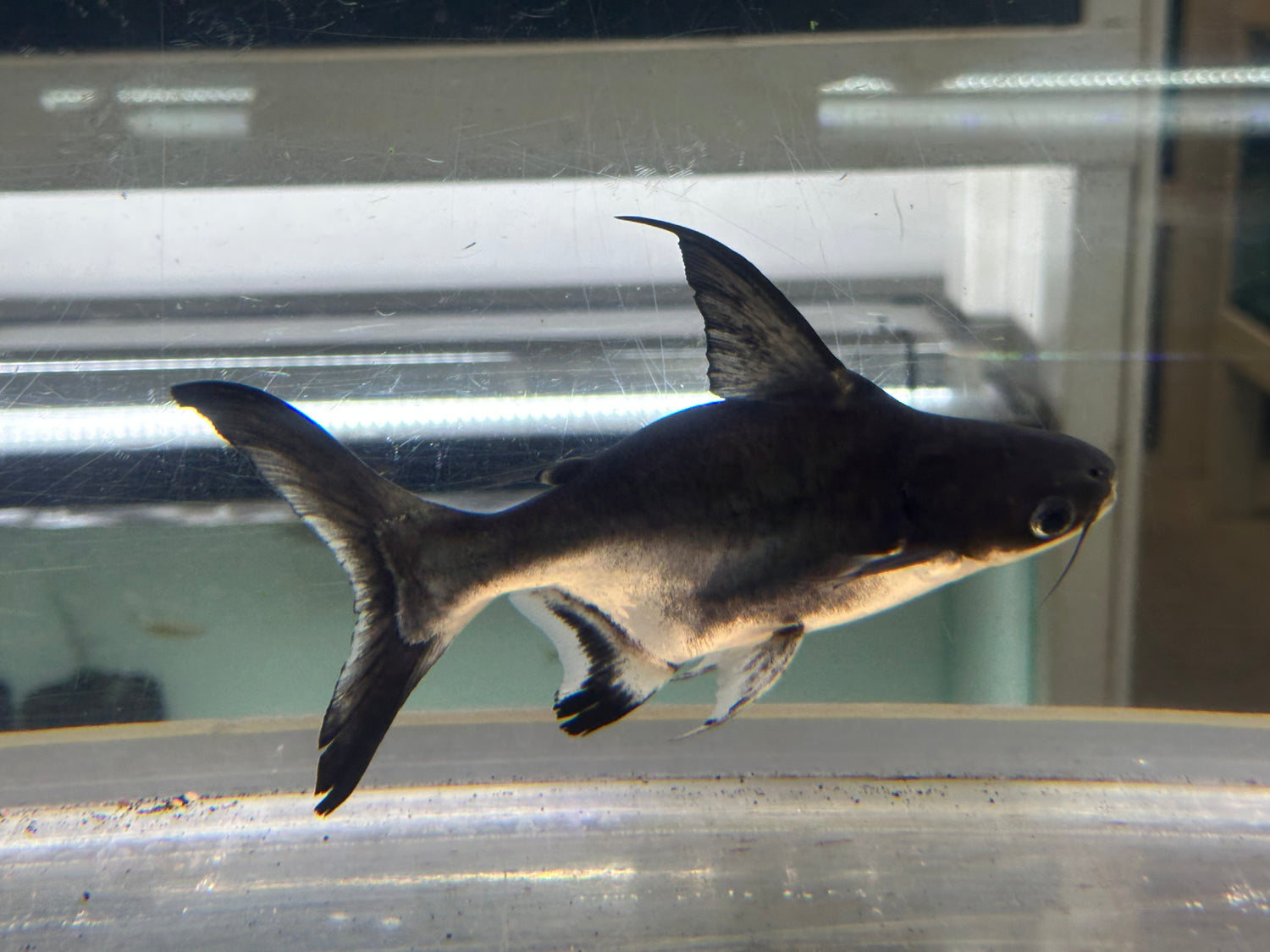 Shortbody Hifin Shark (7-8”)