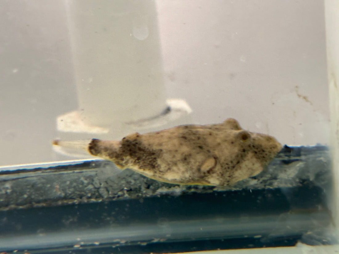 Red Mirius Puffer (1.75-2”)