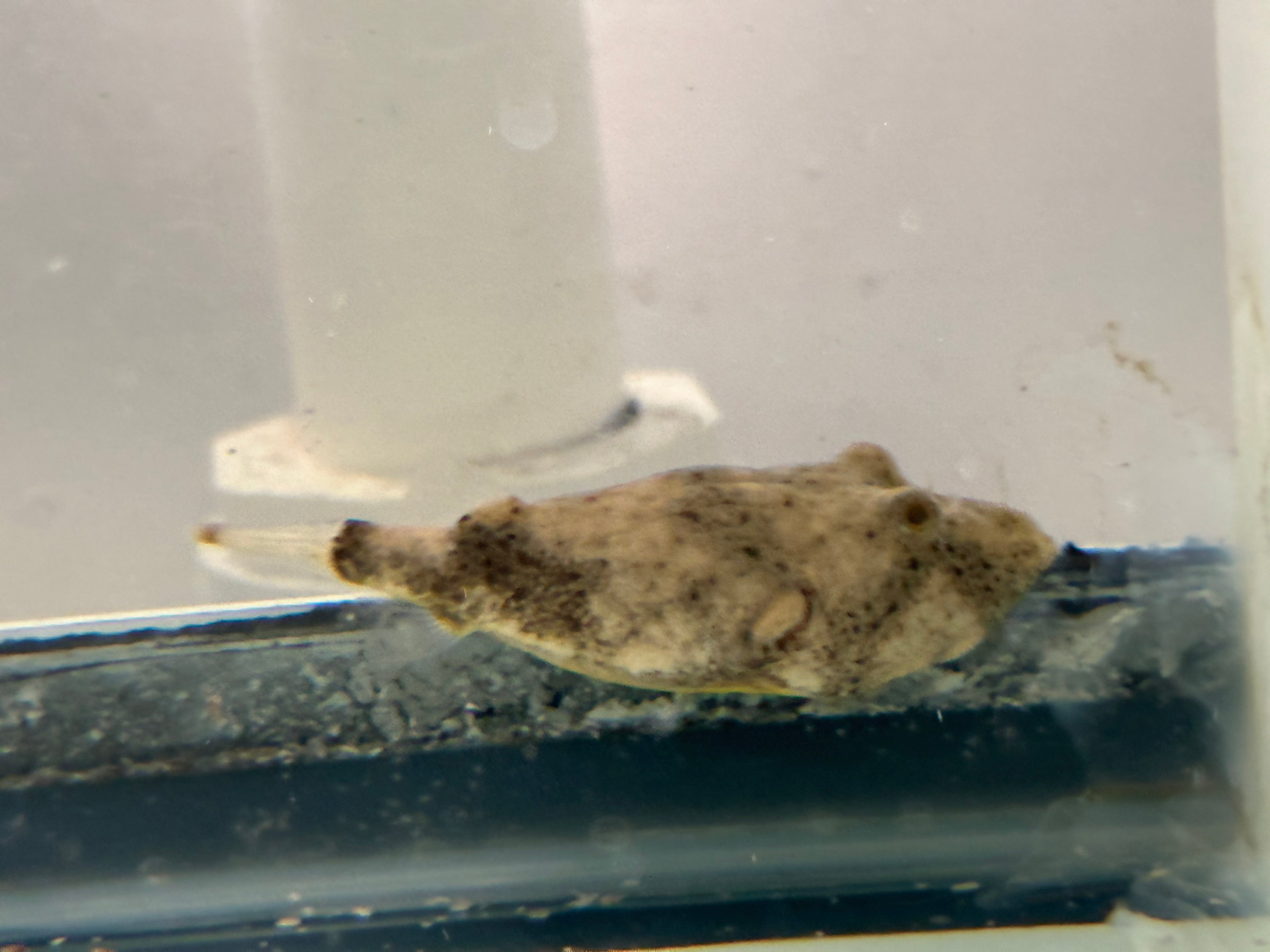 Red Mirius Puffer (1.75-2”)