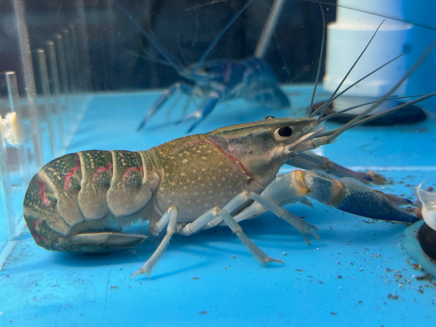 Austrailian Blue Crayfish (6”)
