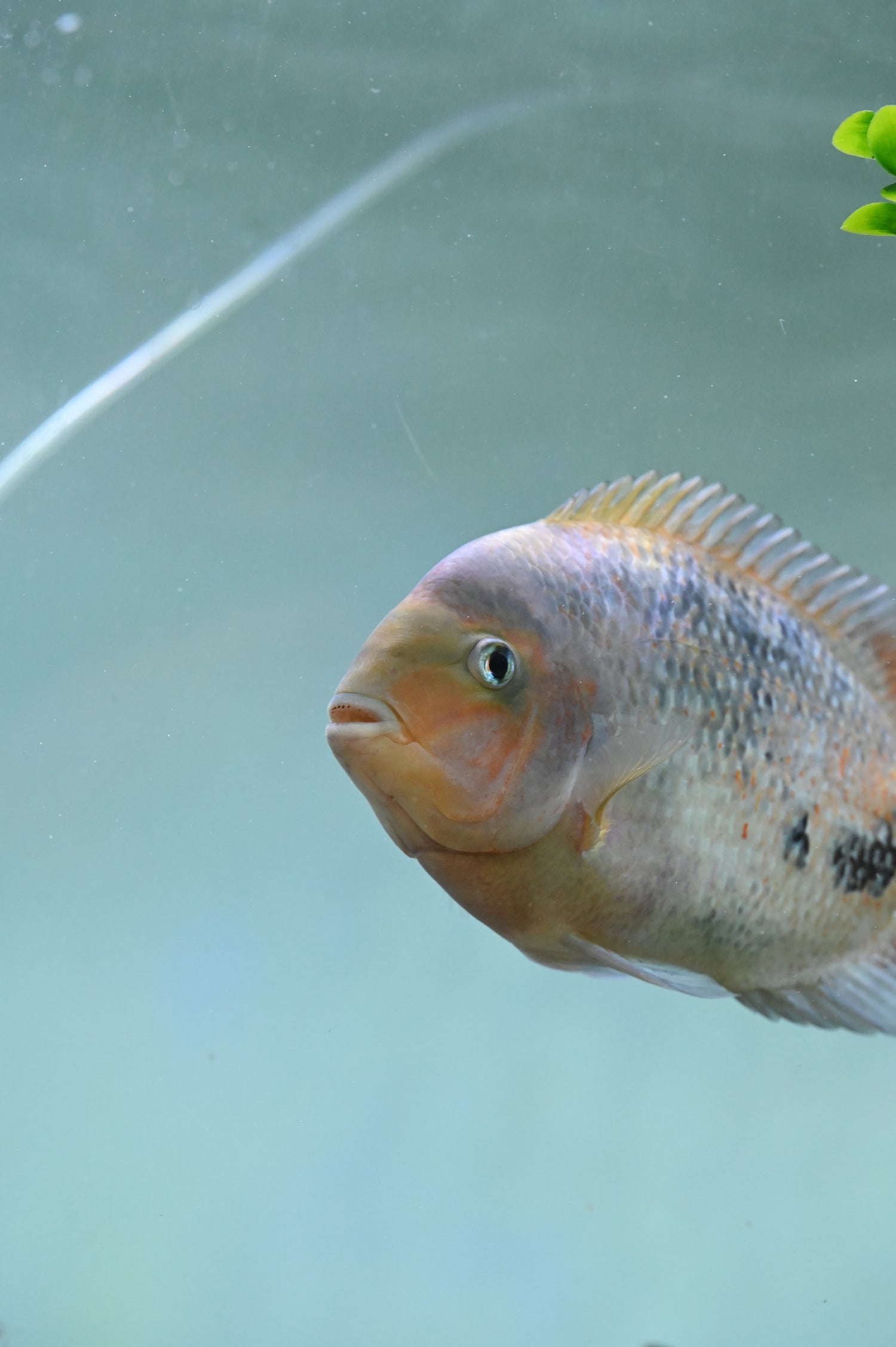 Synspilum Veija Cichlid (7-8”)
