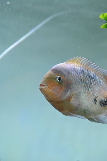 Synspilum Veija Cichlid (7-8”)