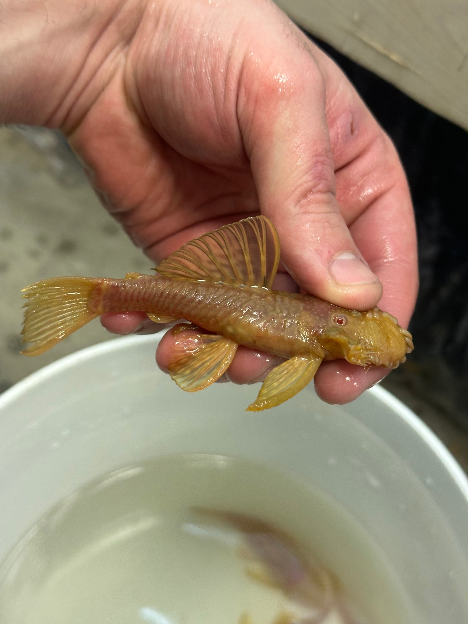 Male Albino Bushynose Pleco (3.5”)