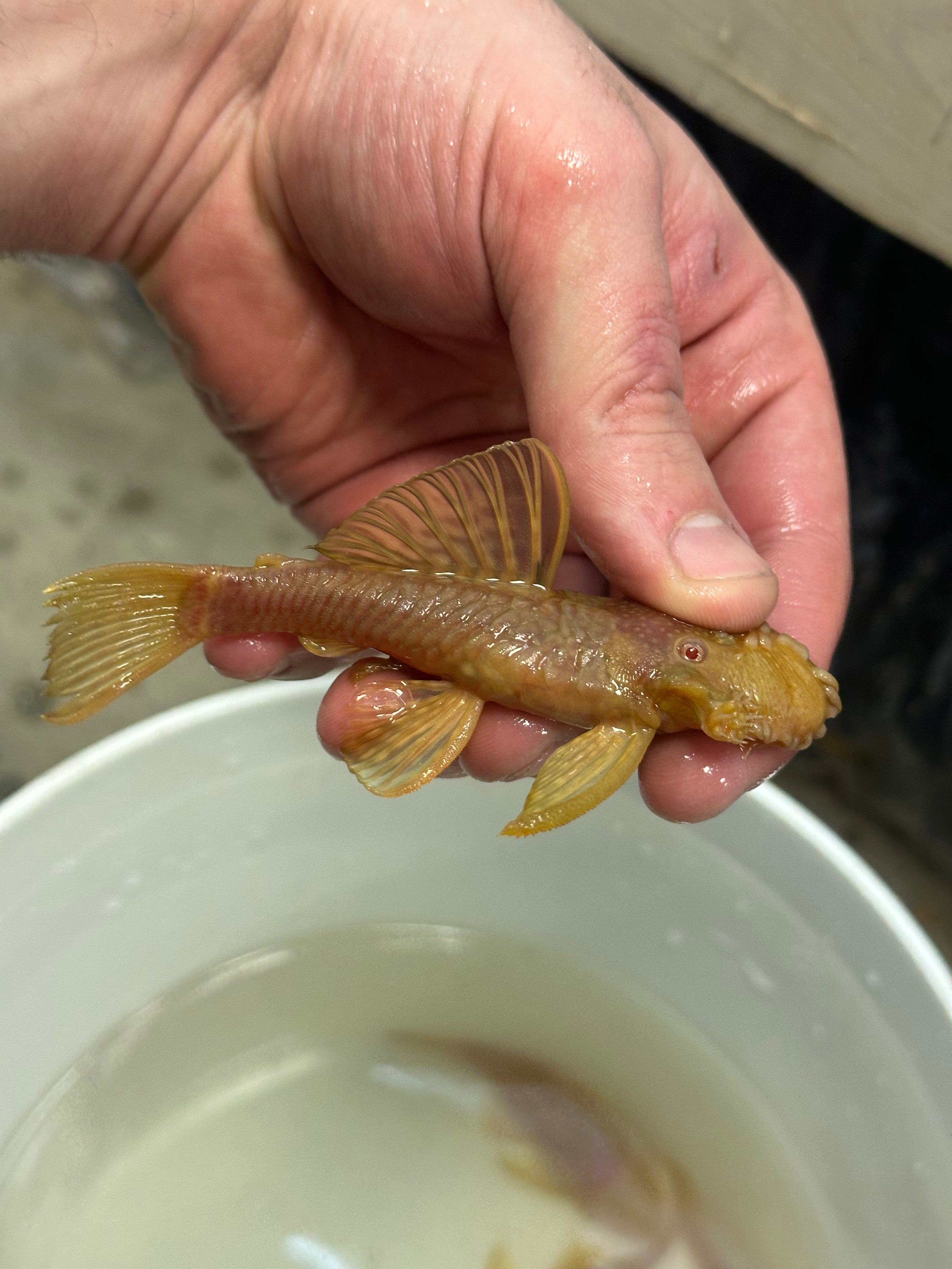 Male Albino Bushynose Pleco (3.5”)