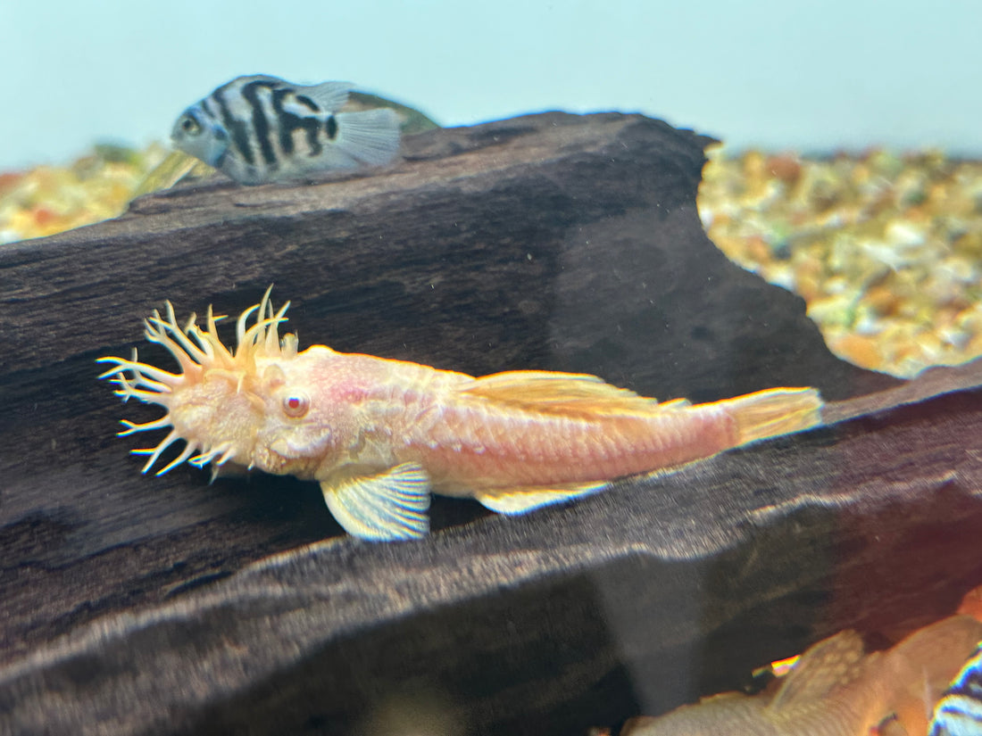 Male Albino Bushynose Pleco (3.5”)