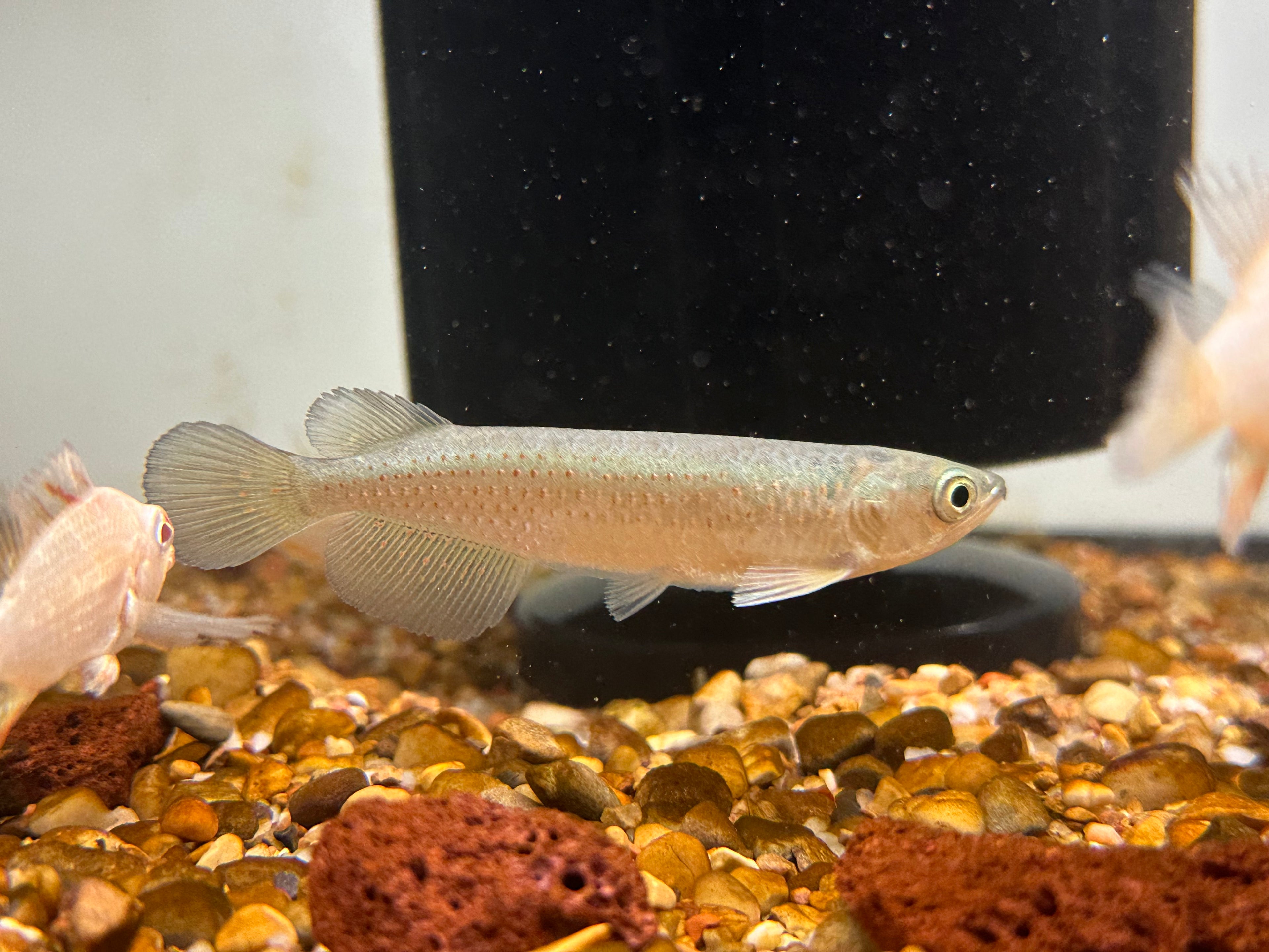 Leichardti Arowana (2.75-3”)