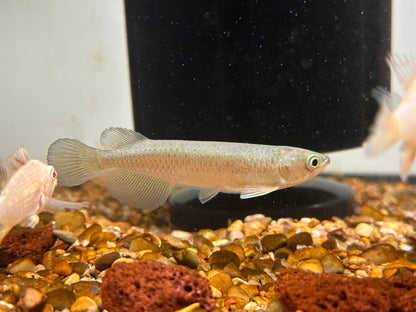Leichardti Arowana (2.75-3”)