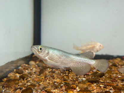 Leichardti Arowana (2.75-3”)