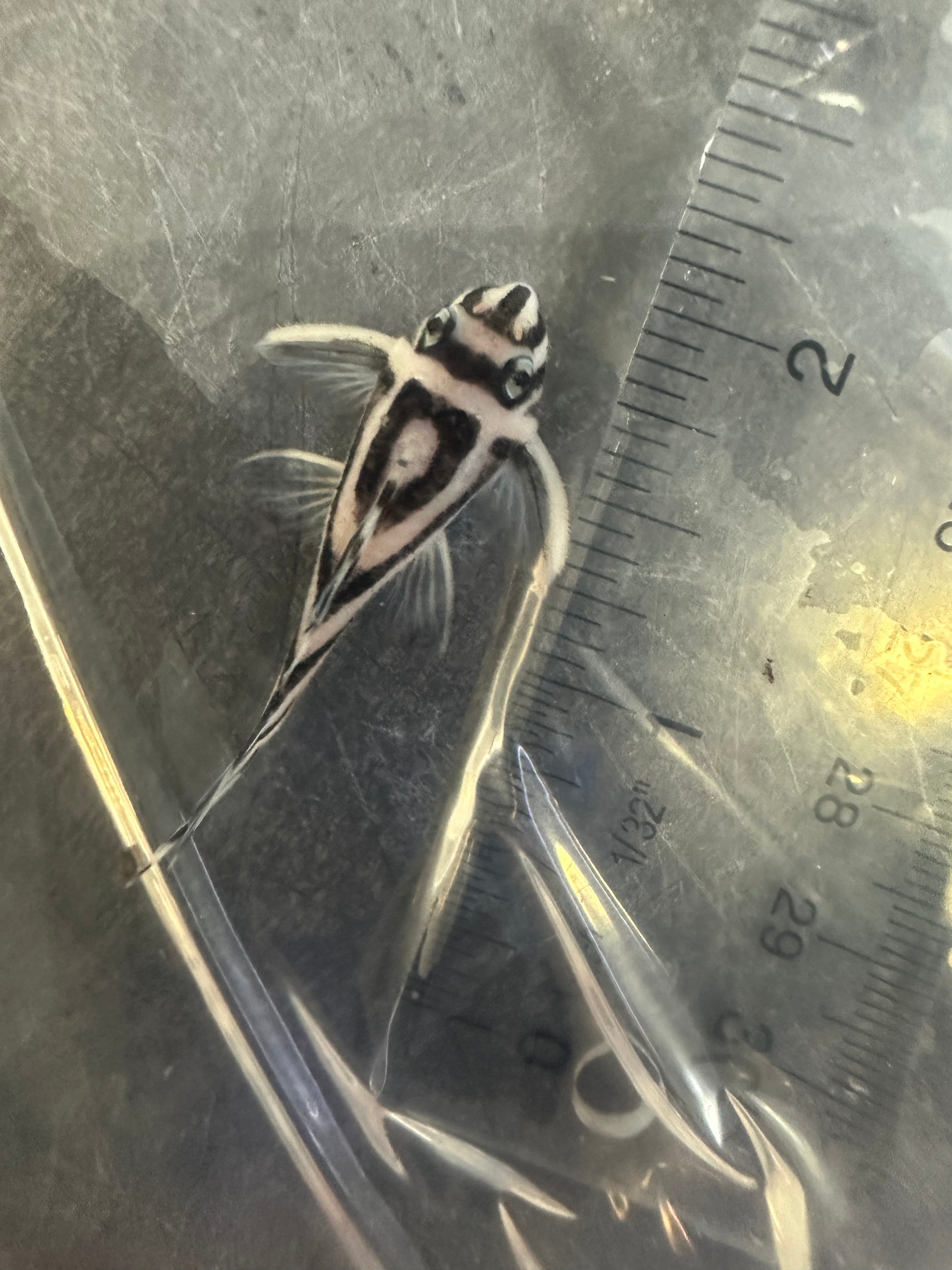 L046 Zebra Pleco (~2”)
