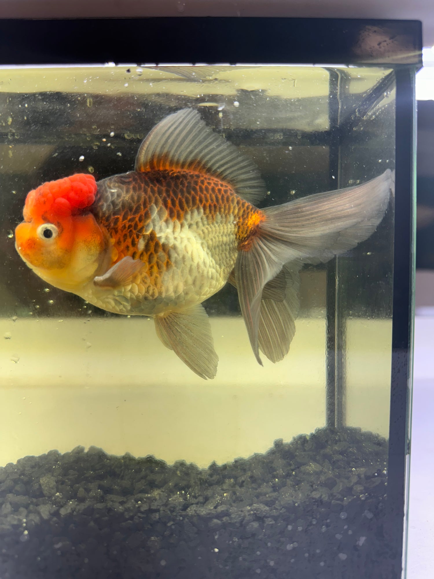 Assorted Oranda Goldfish (3”)