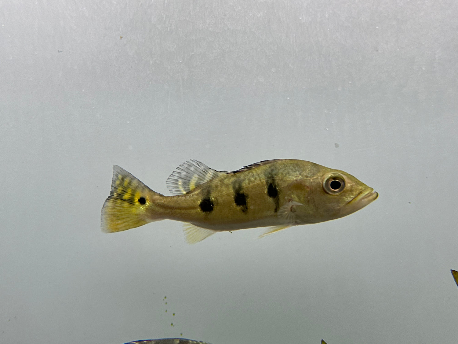 Kelberi Peacock Bass (5”)