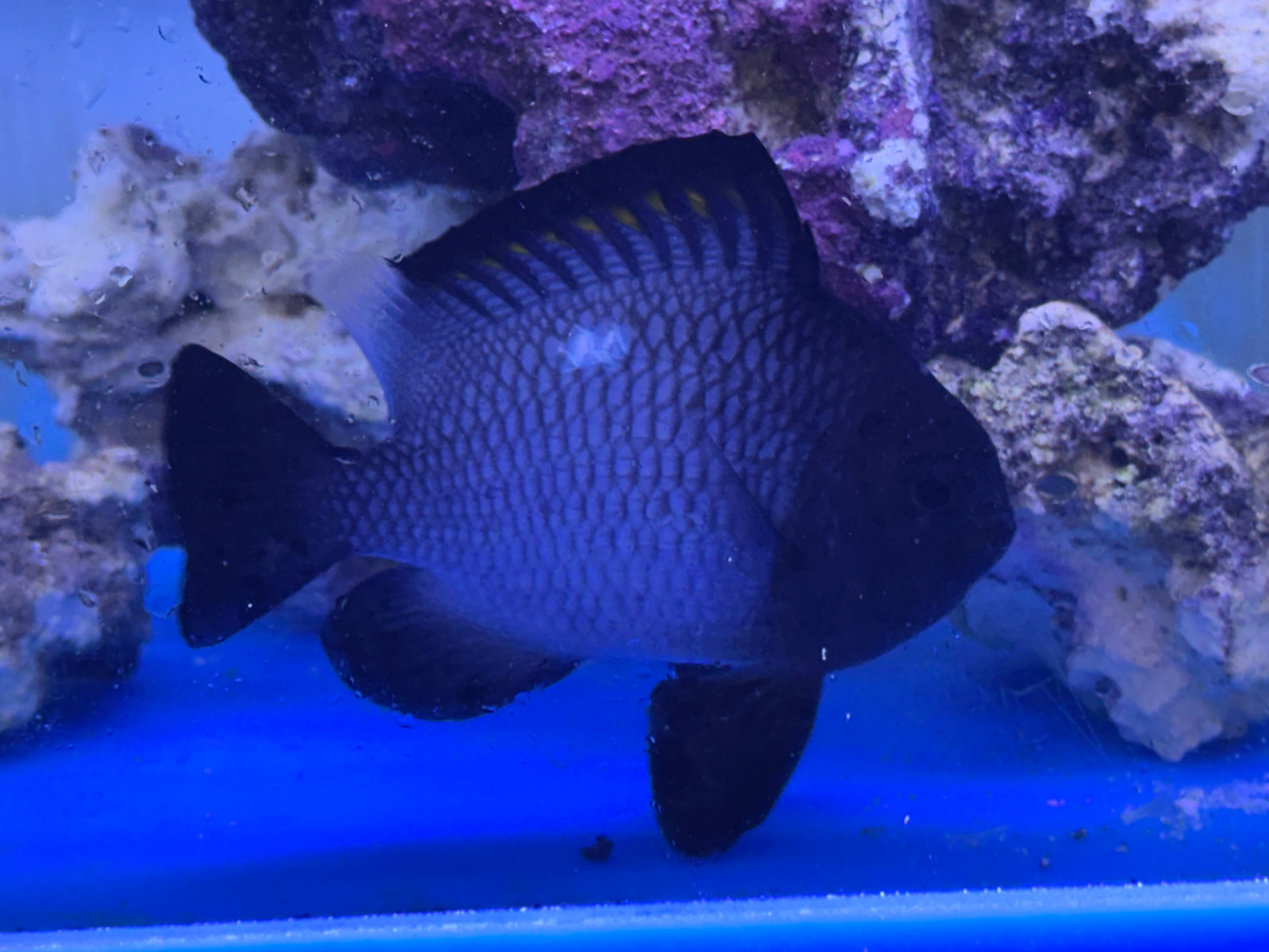 Jumbo Domino Damsal (4”)