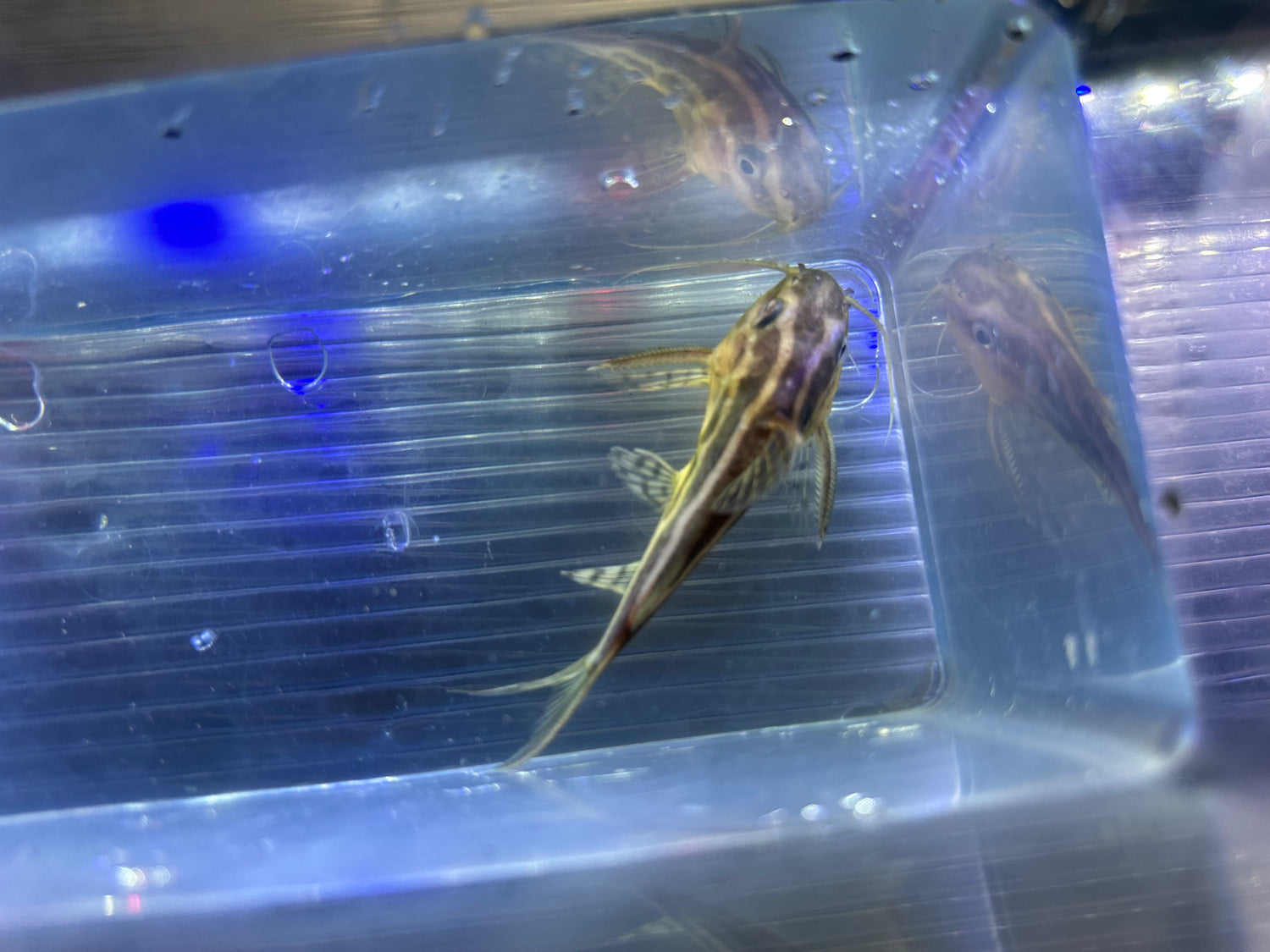 Synodontis Flavi Catfish (3-3.5”)