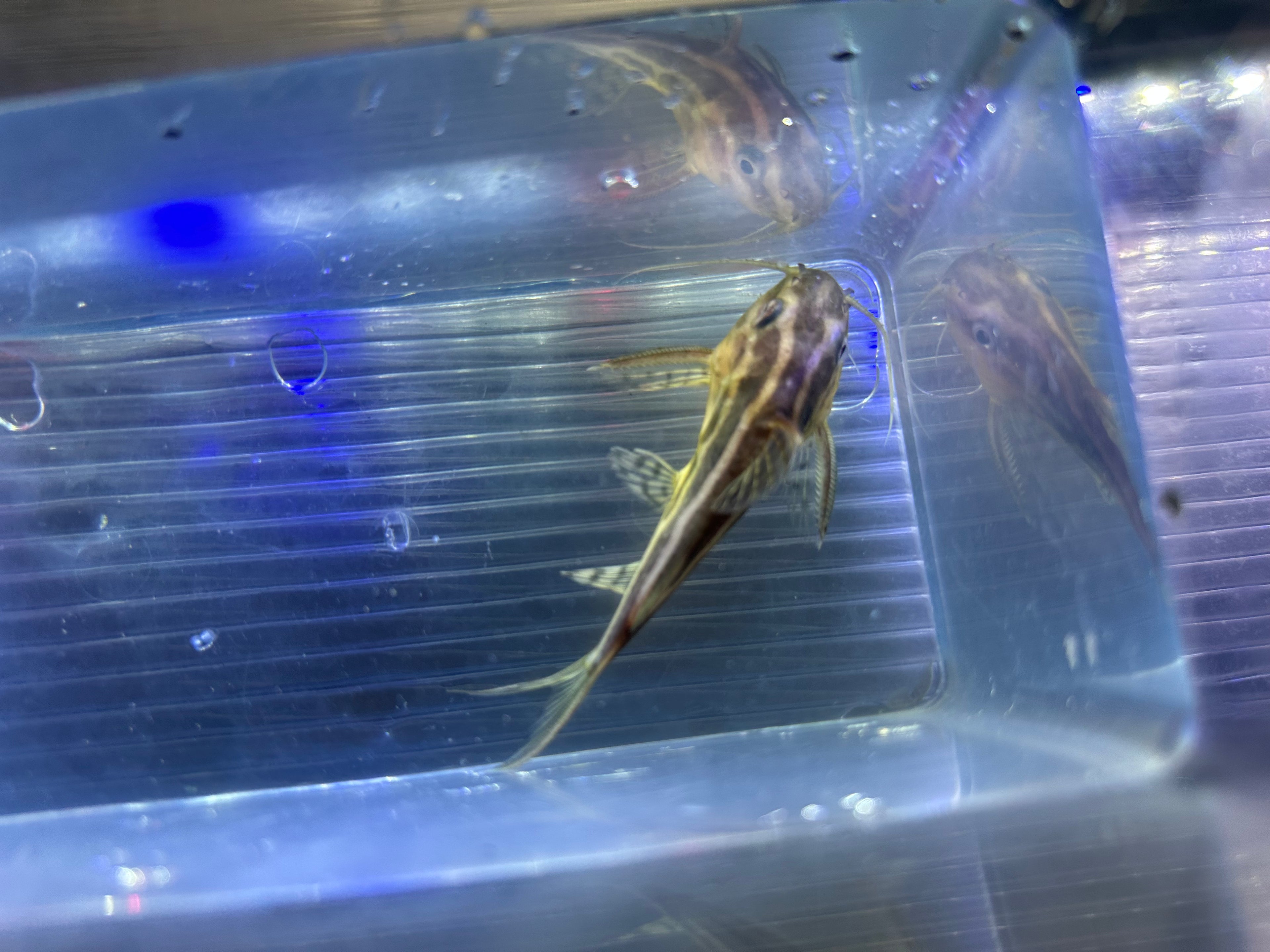 Synodontis Flavi Catfish (3-3.5”)