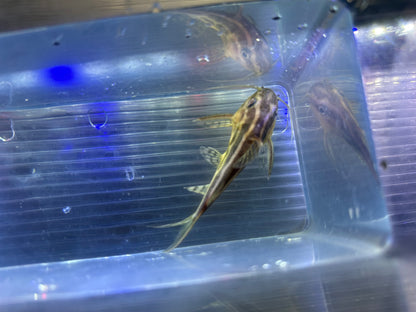 Synodontis Flavi Catfish (3-3.5”)