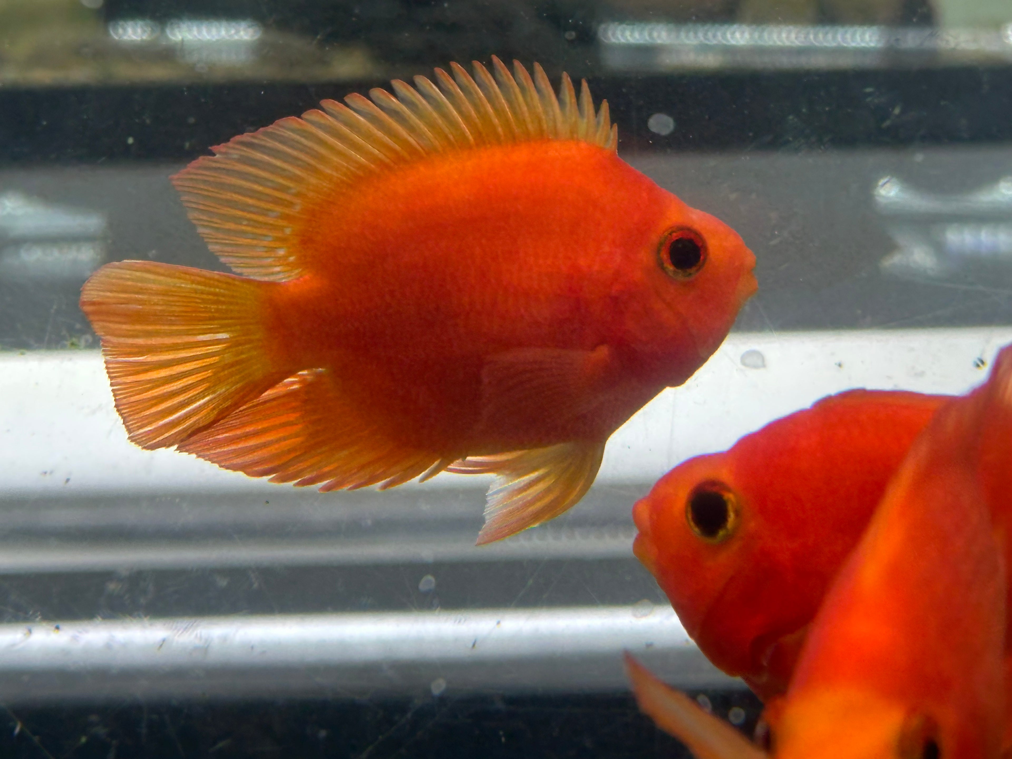 Red Ingot Parrot (4.5-5”)