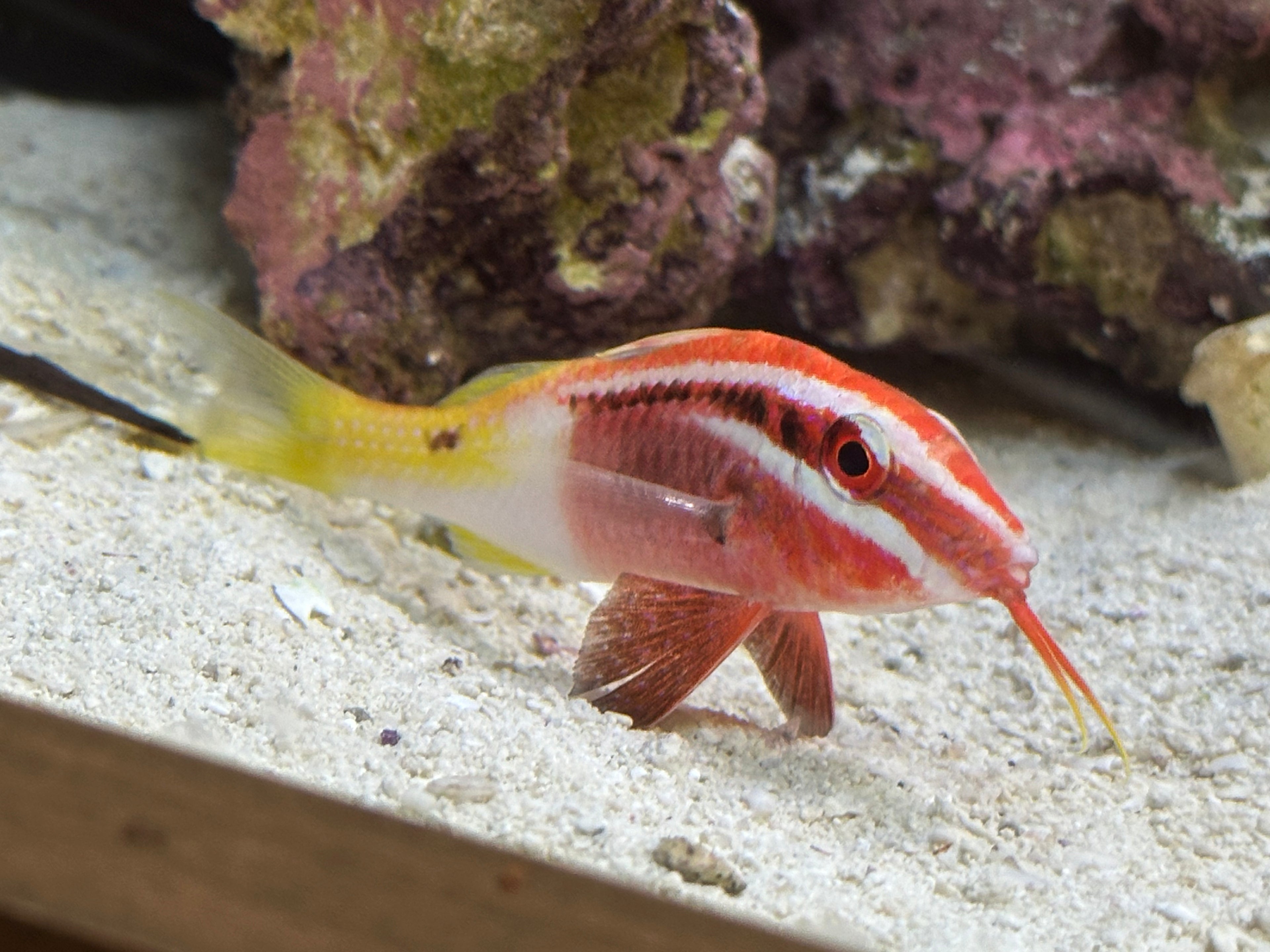 Bicolor Goat Fish (2.75-3”)