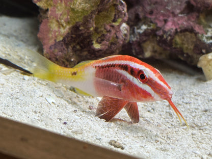Bicolor Goat Fish (2.75-3”)