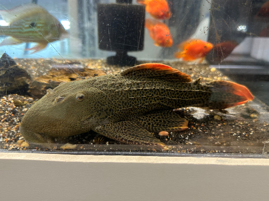 Jumbo L600 Leopard Cactus Pleco (11-12”+)