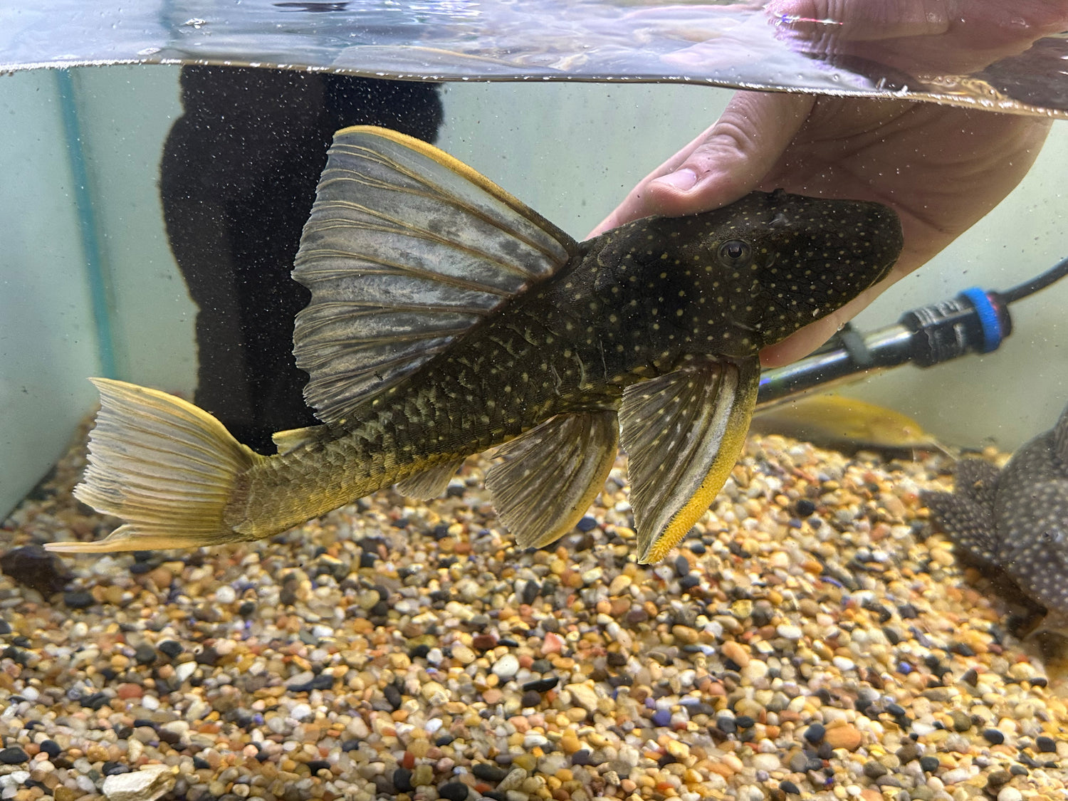 Phase 2 Luteus Pleco (11-12”+)