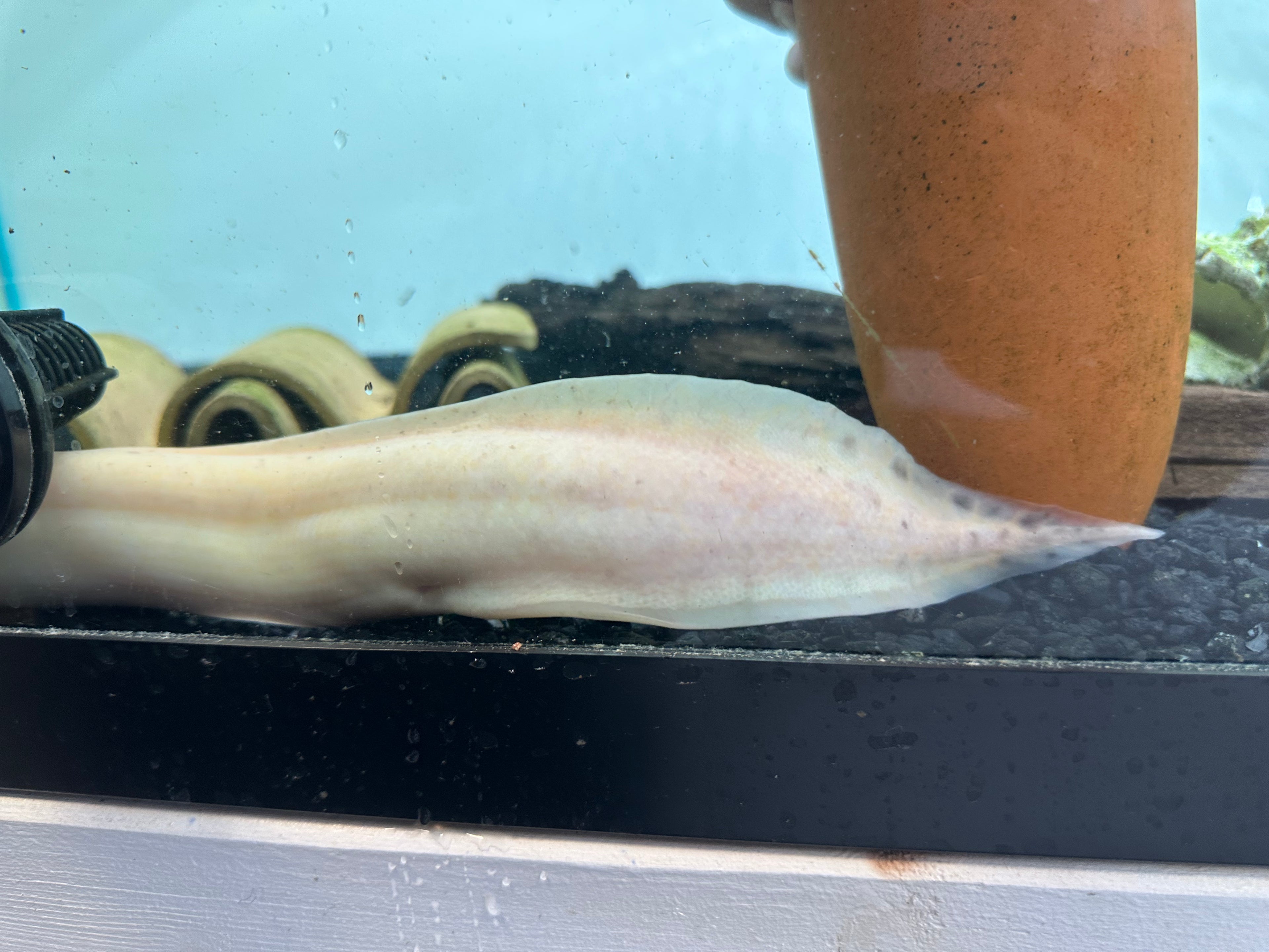 Albino African Lungfish (14-15”+) Missing 1 Leg*