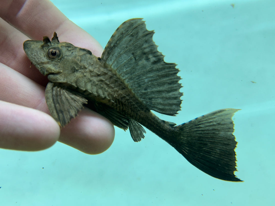 Rhino Pleco (3.5-4”)