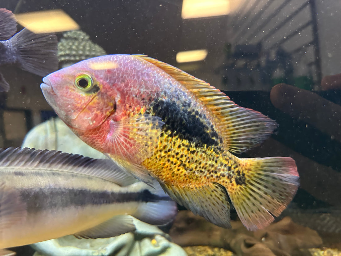 LARGE Rio Chacamax Bifasciatus Vieja Cichlid (6.5-7”)