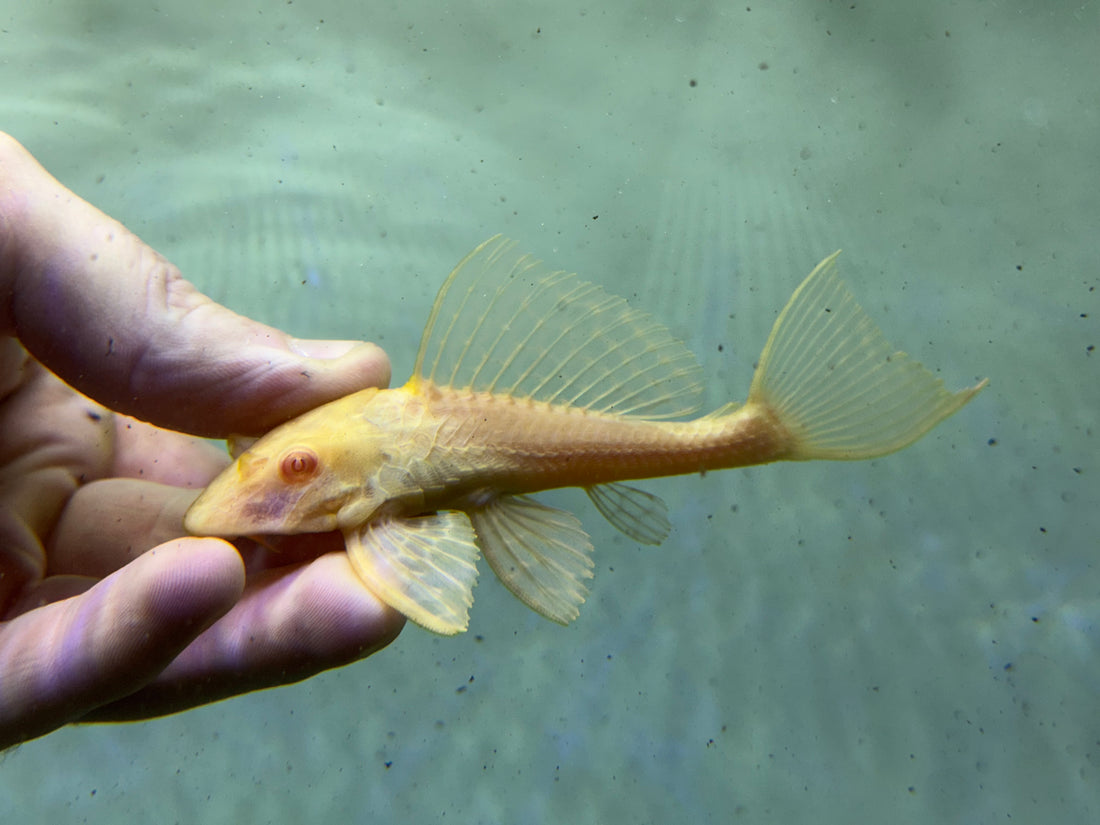 Albino Gibbiceps Pleco (4.5”)