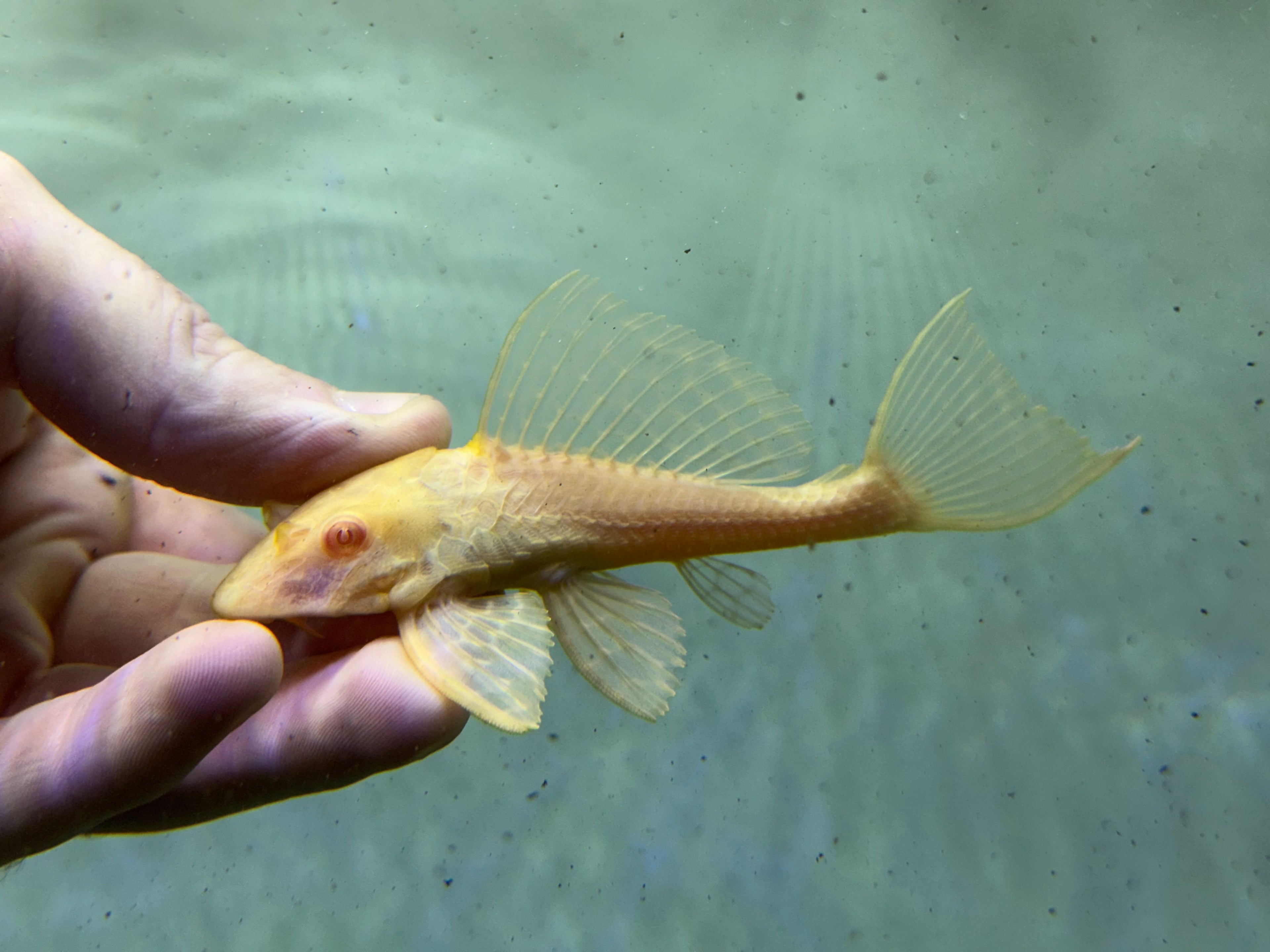 Albino Gibbiceps Pleco (4.5”)