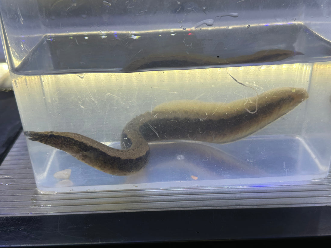 Python Spiny Eel (7-8”)