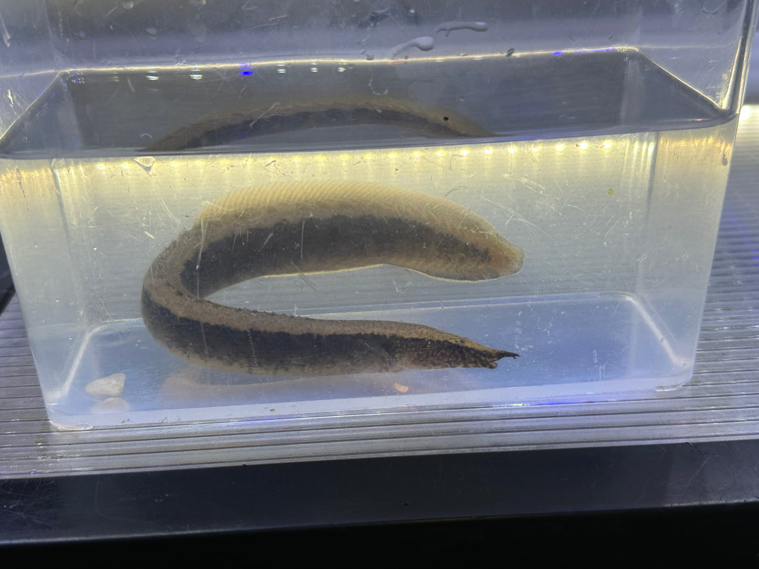 Python Spiny Eel (7-8”)