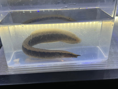 Python Spiny Eel (7-8”)