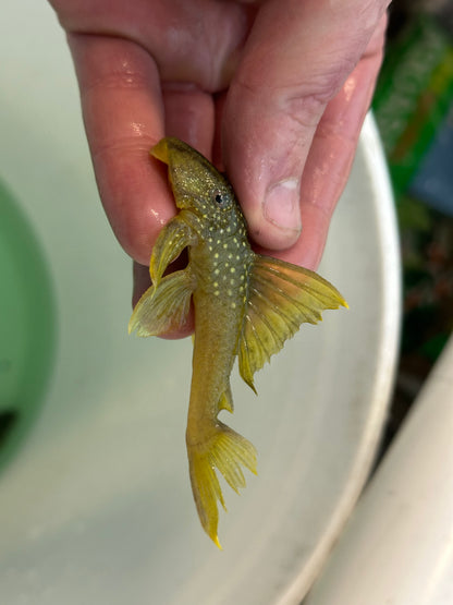 L200a Highfin Green Phantom Pleco (3-3.5”)