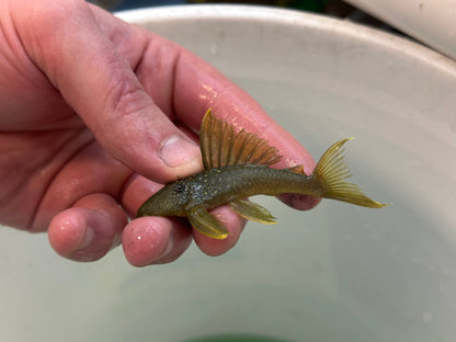 L200a Highfin Green Phantom Pleco (3-3.5”)