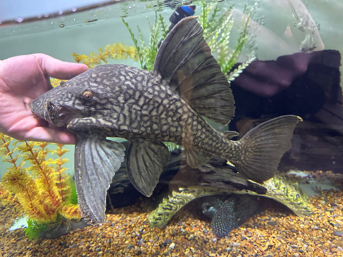 Jumbo L330 Watermelon Pleco (14-15”)