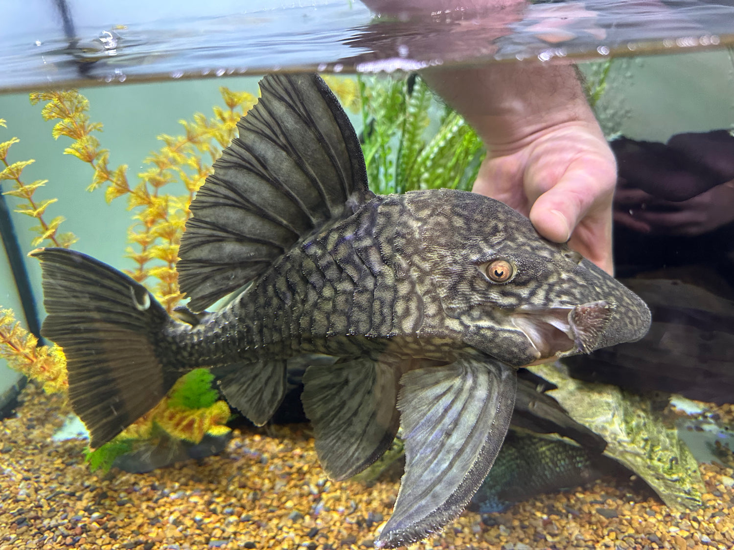 Jumbo L330 Watermelon Pleco (14-15”)