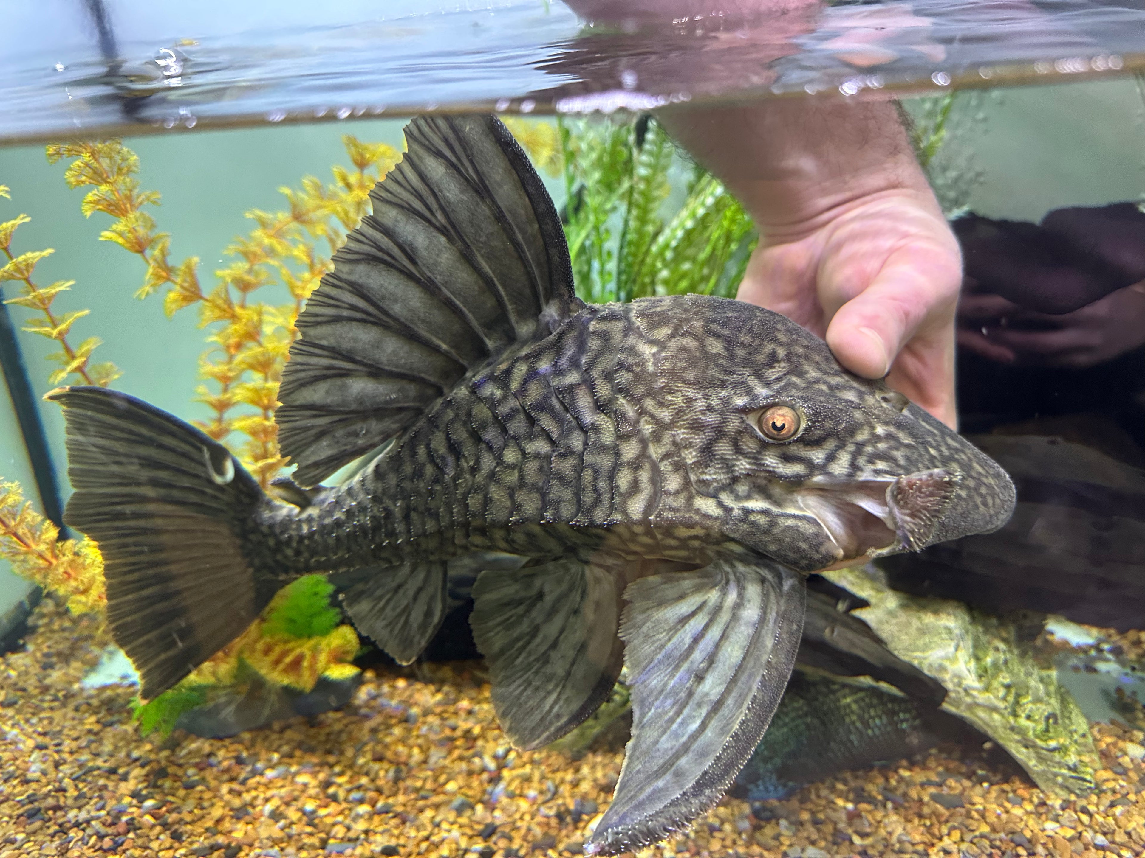 Jumbo L330 Watermelon Pleco (14-15”)