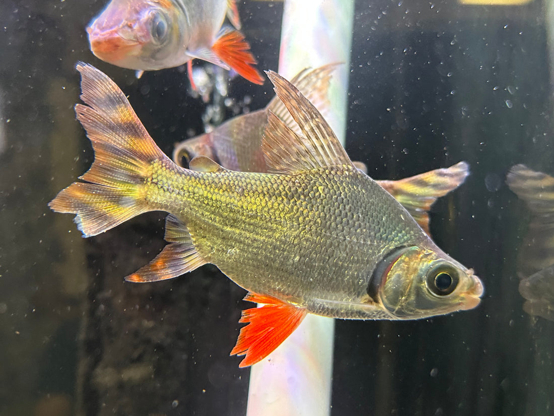 Flagtail Prochilodus (5-6”)