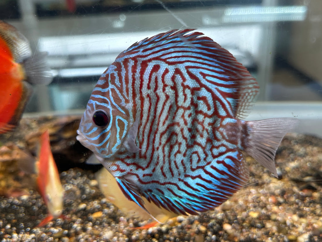 XL Red Leopard/Turqoise Discus (5-5.5”)