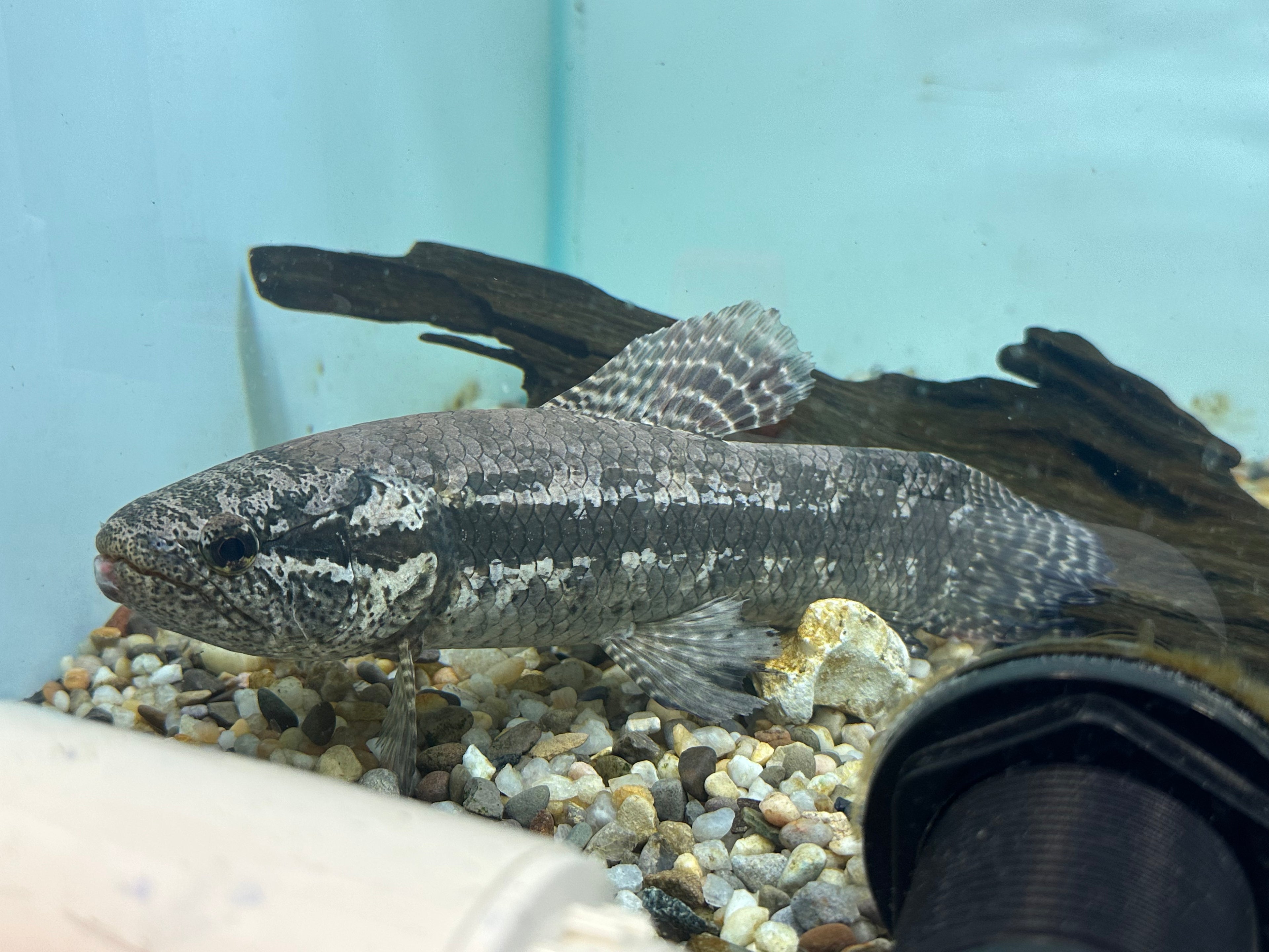 LARGE Black Wolffish (10”+)