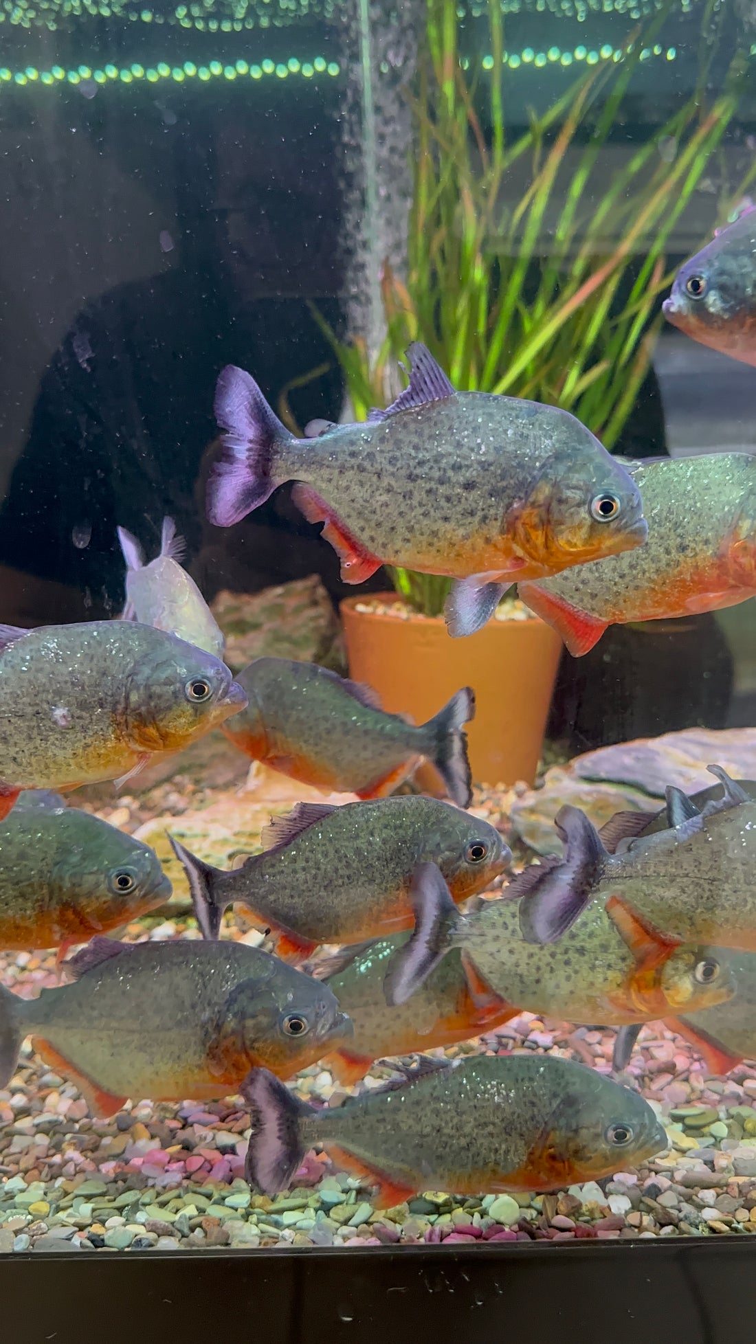 Baby Red Belly Piranha (1.75-2”)