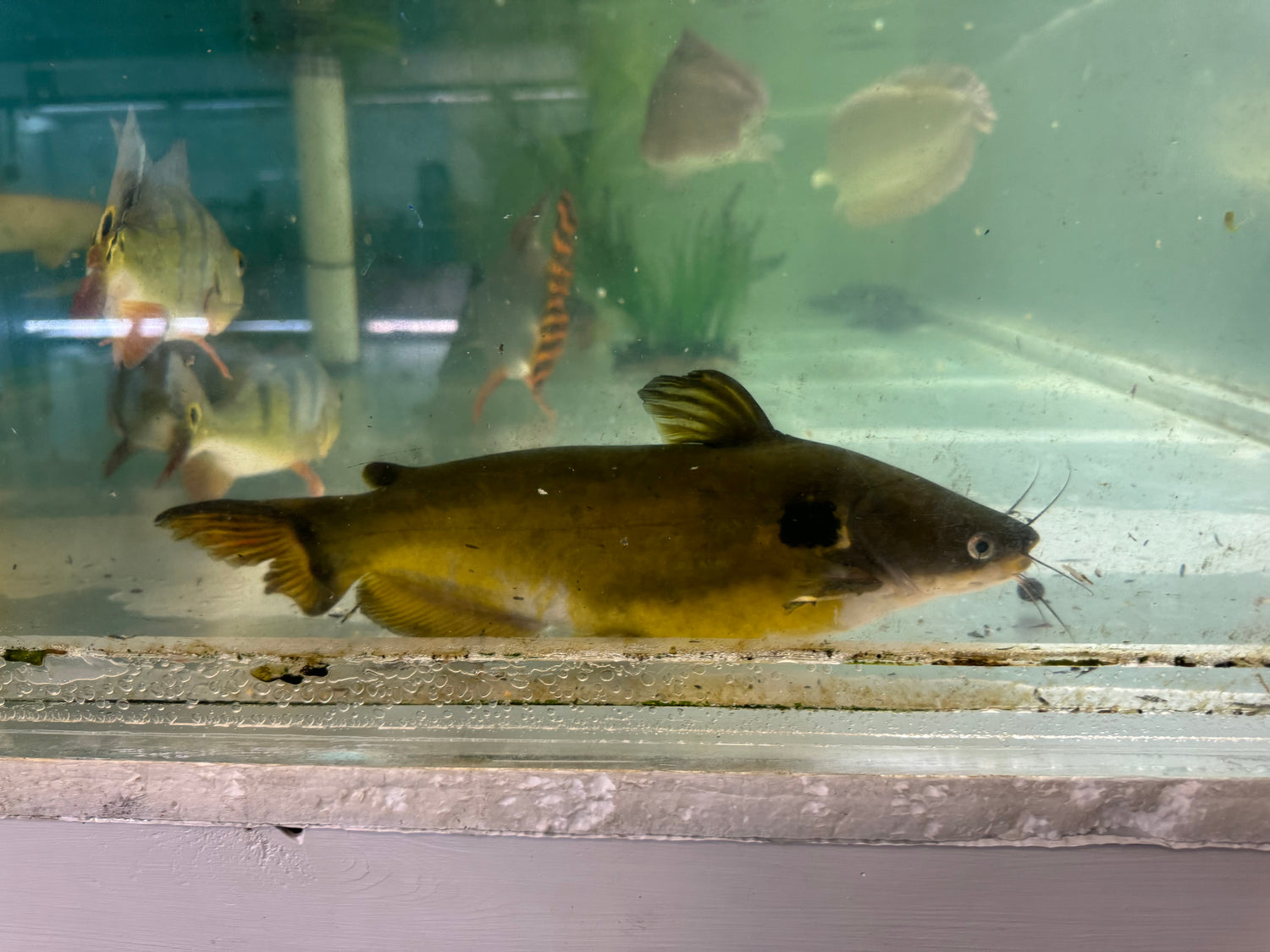 XL Sun Catfish (12”)