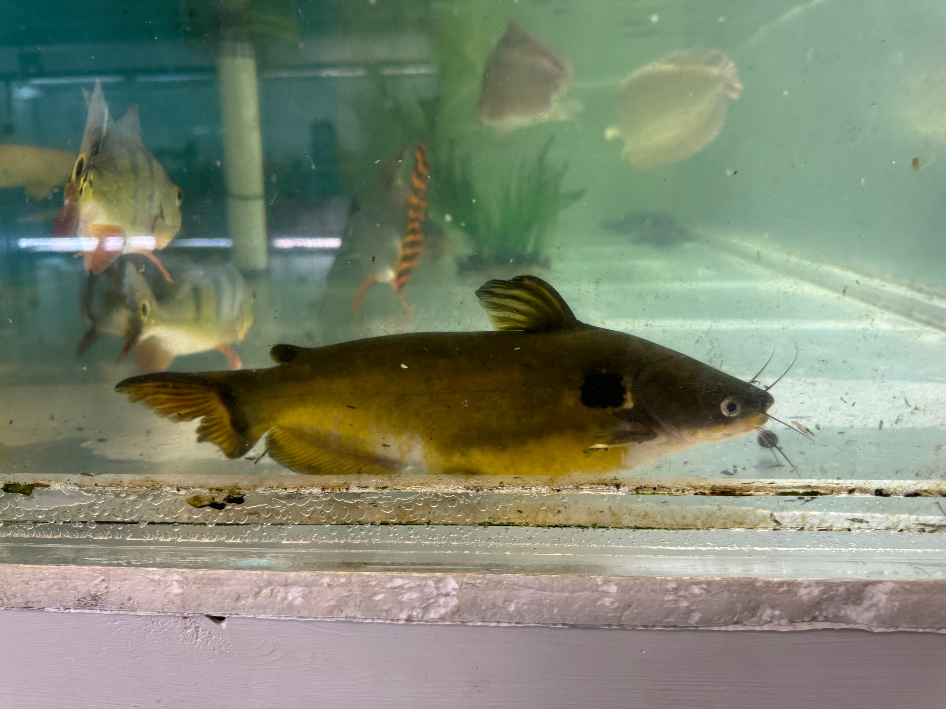 XL Sun Catfish (12”)
