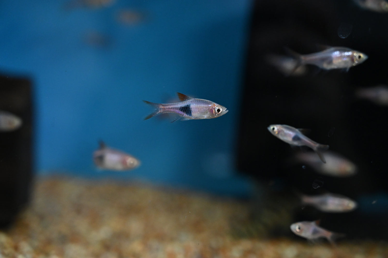 Rasbora arlequín (0,75-1”)