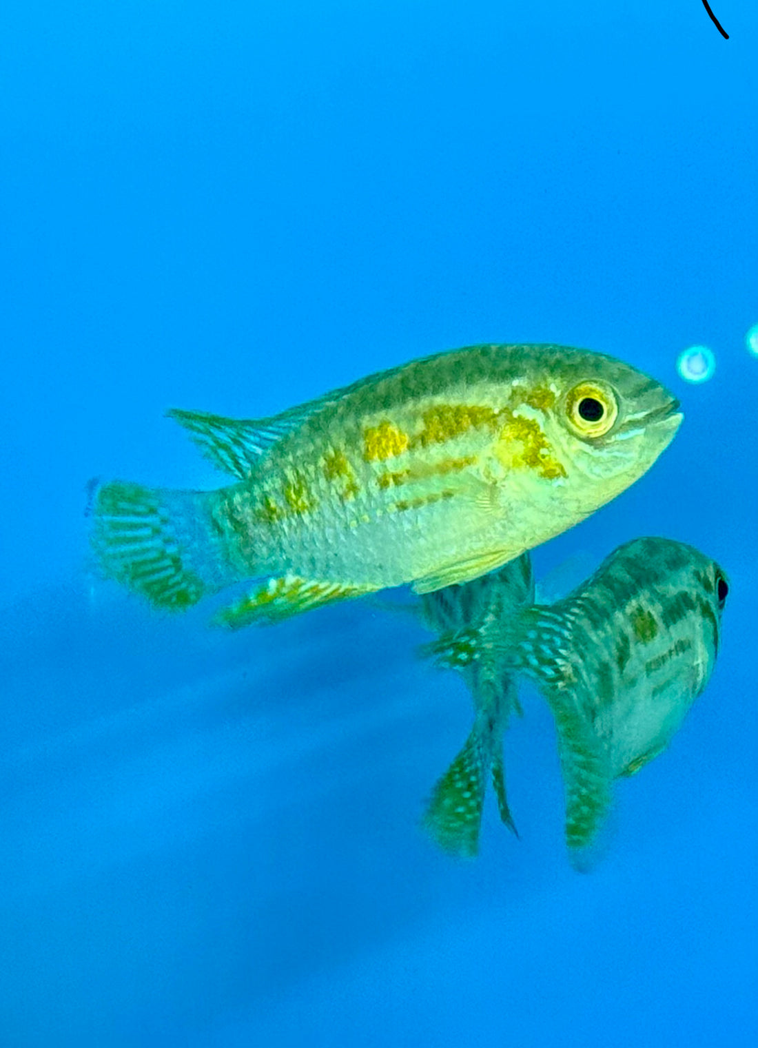 Buckelkopf Araguaia Dwarf Acara (2-2.5”)