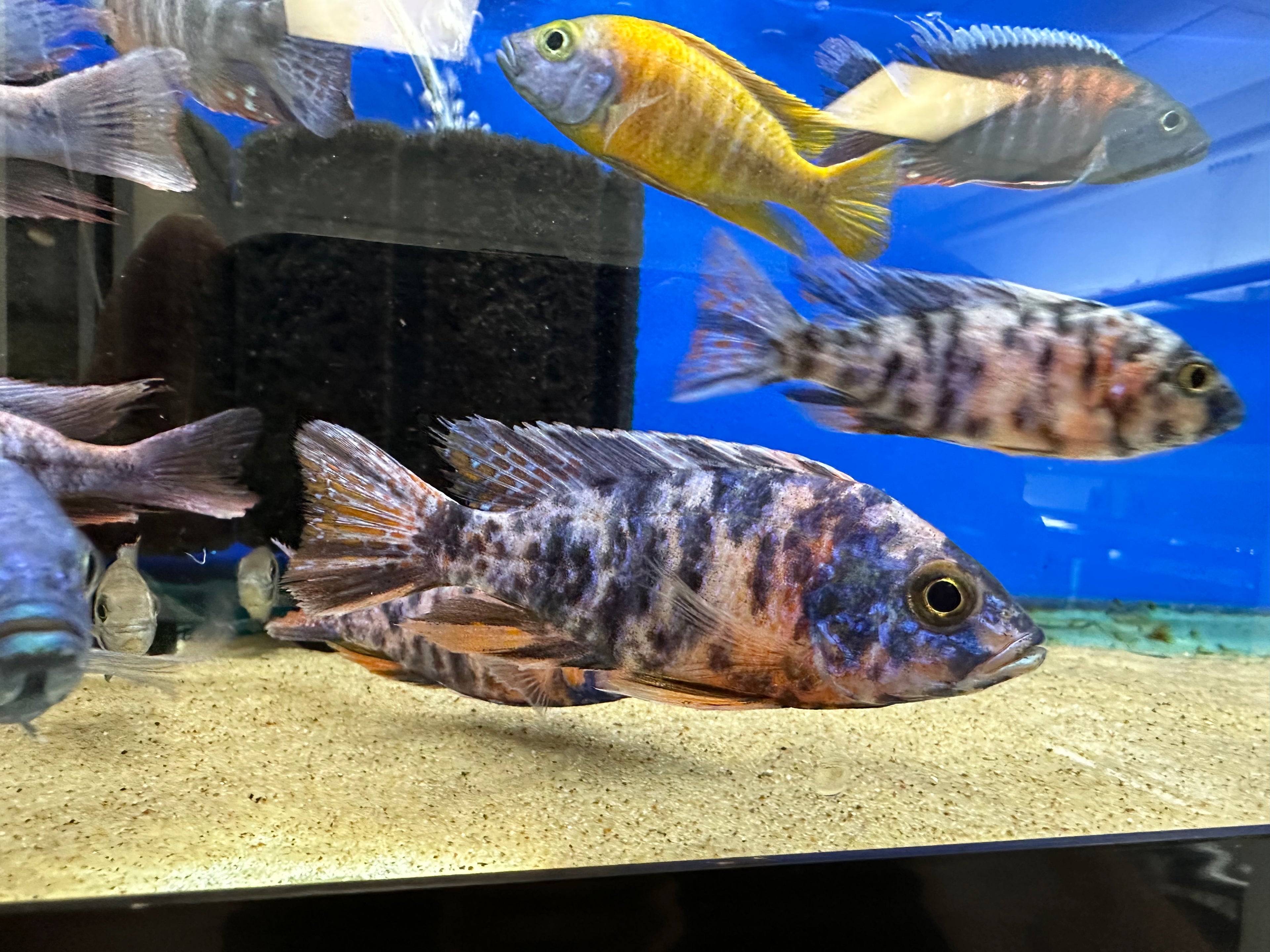 Assorted Peacock Cichlid (3.5-4”)