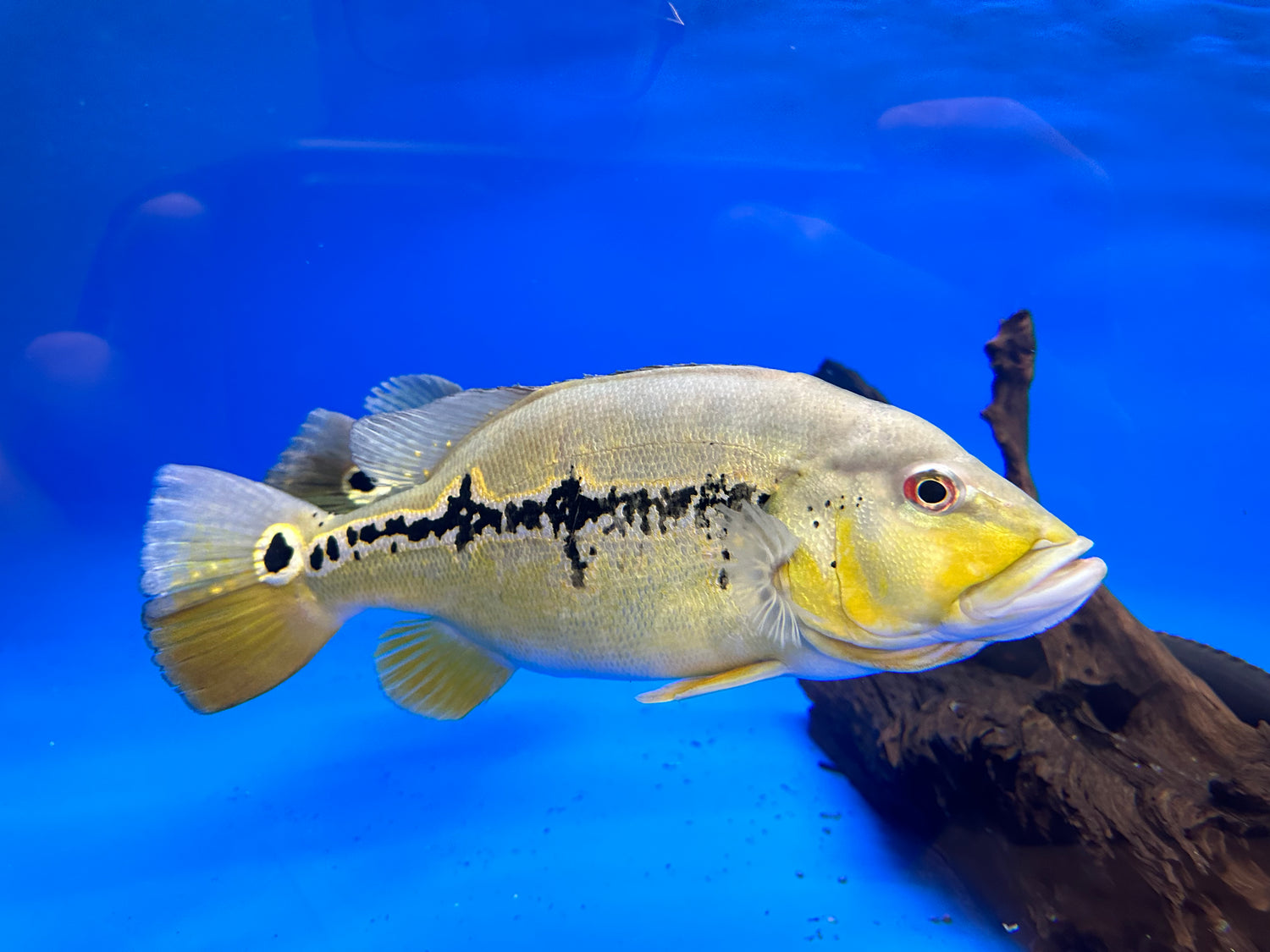 XL Xingu Peacock Bass (14”) – Global Fish Co.